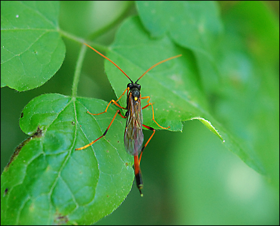 Ichneumonidae Anomaloninae